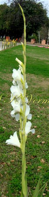  Inflorescence-Spike with secund flowers
